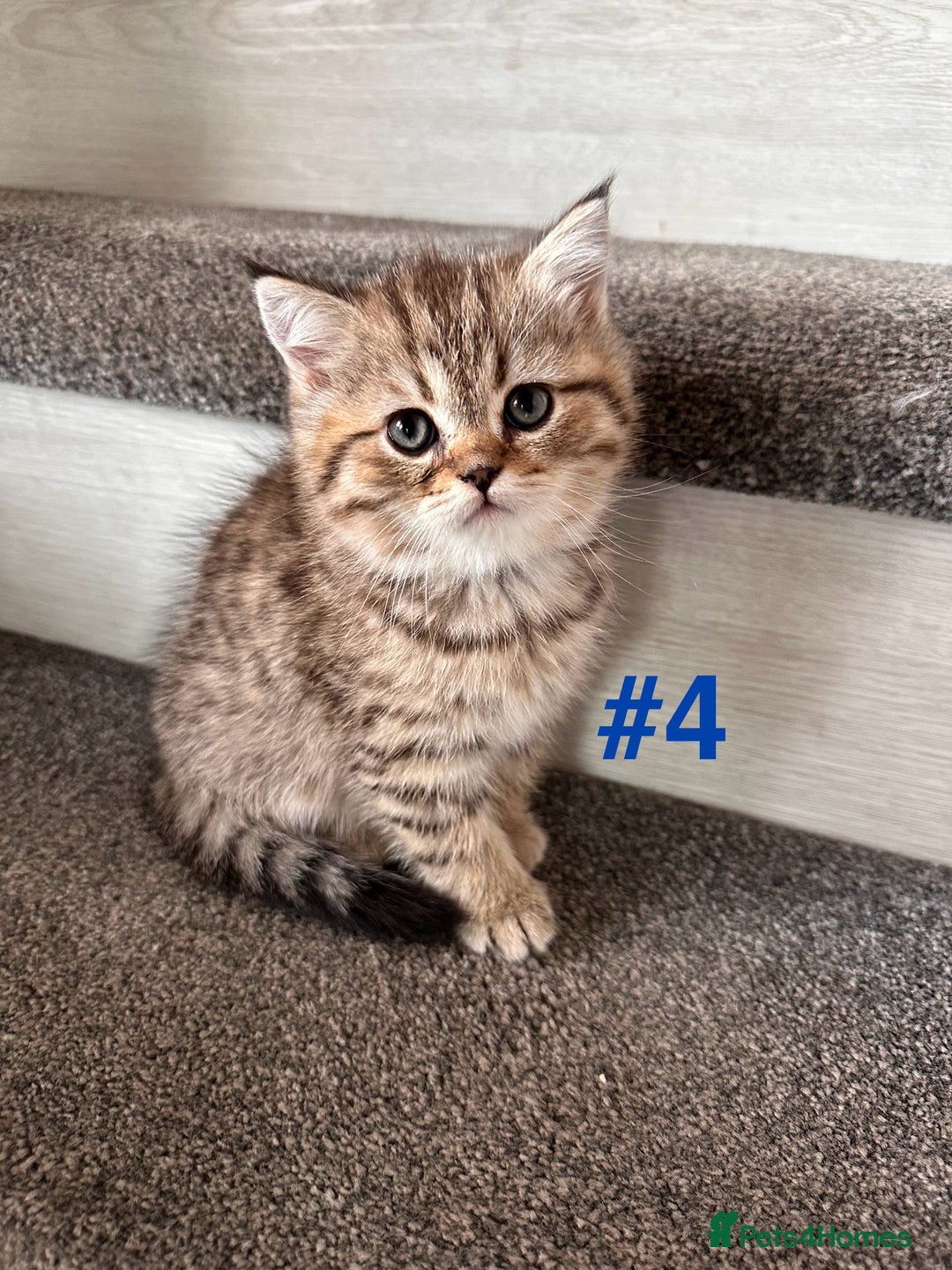 Scottish Fold cats for sale: Adorable Scottish Fold Kittens Ready for New Homes - Image 16
