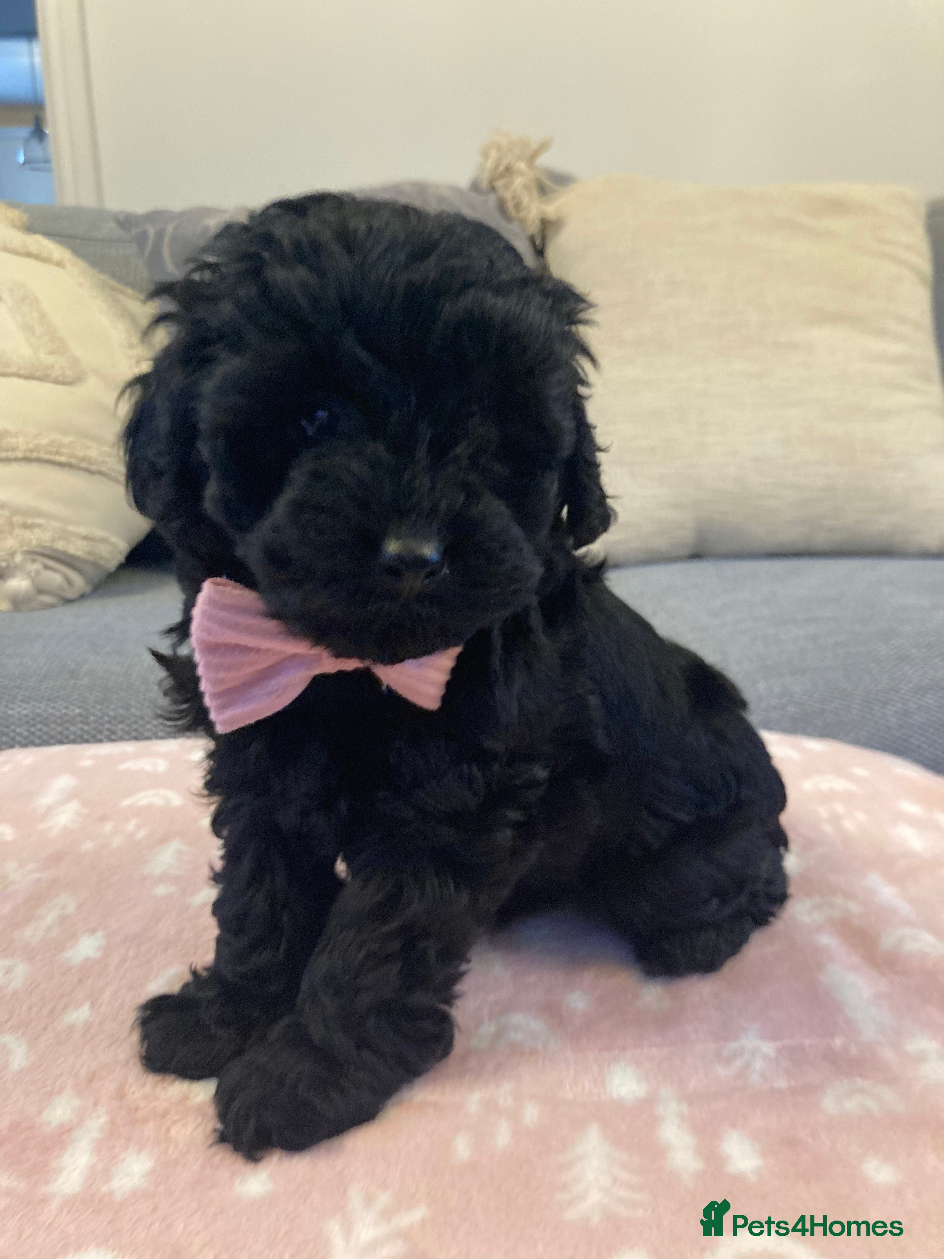 Cavapoo dogs F1b cavapoo gorgeous girl Available  - Advert 6