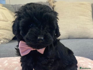 Cavapoo dogs F1b cavapoo gorgeous girl Available - Advert 6