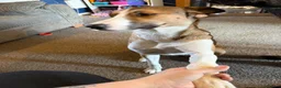 Border Collie dogs for sale: Nala - 2yrs old - Advert 5
