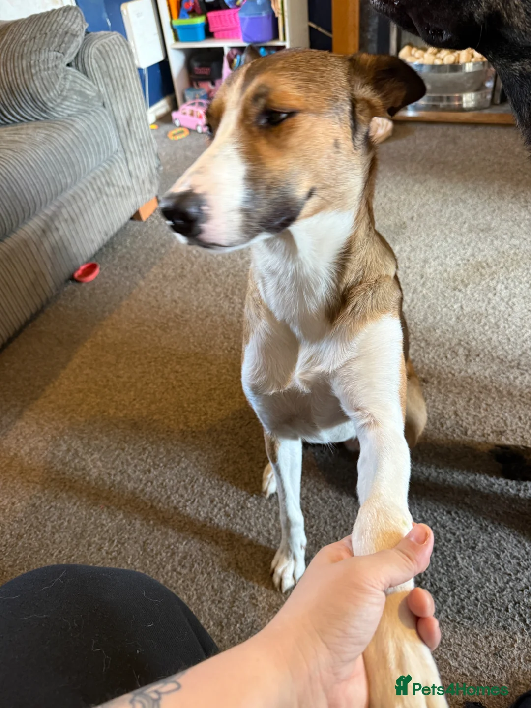 Border Collie dogs for sale: Nala - 2yrs old - Advert 5
