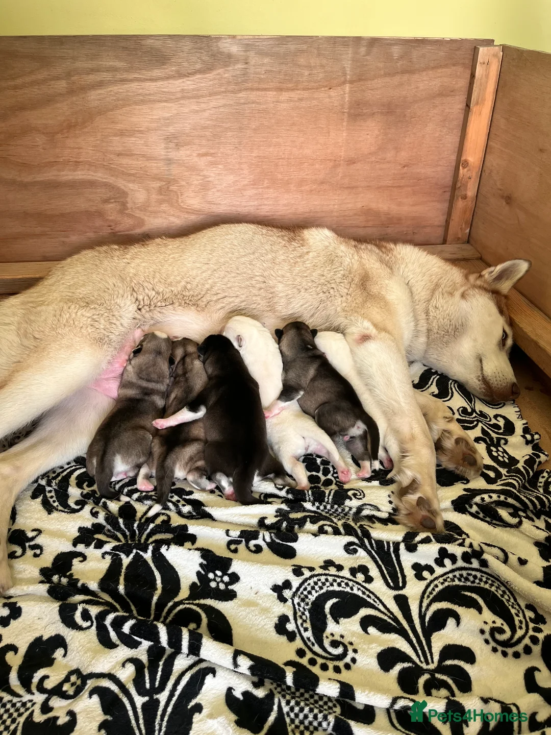 Siberian Husky dogs for stud: For stud only (quality proven stud ) in Wakefield - Advert 25