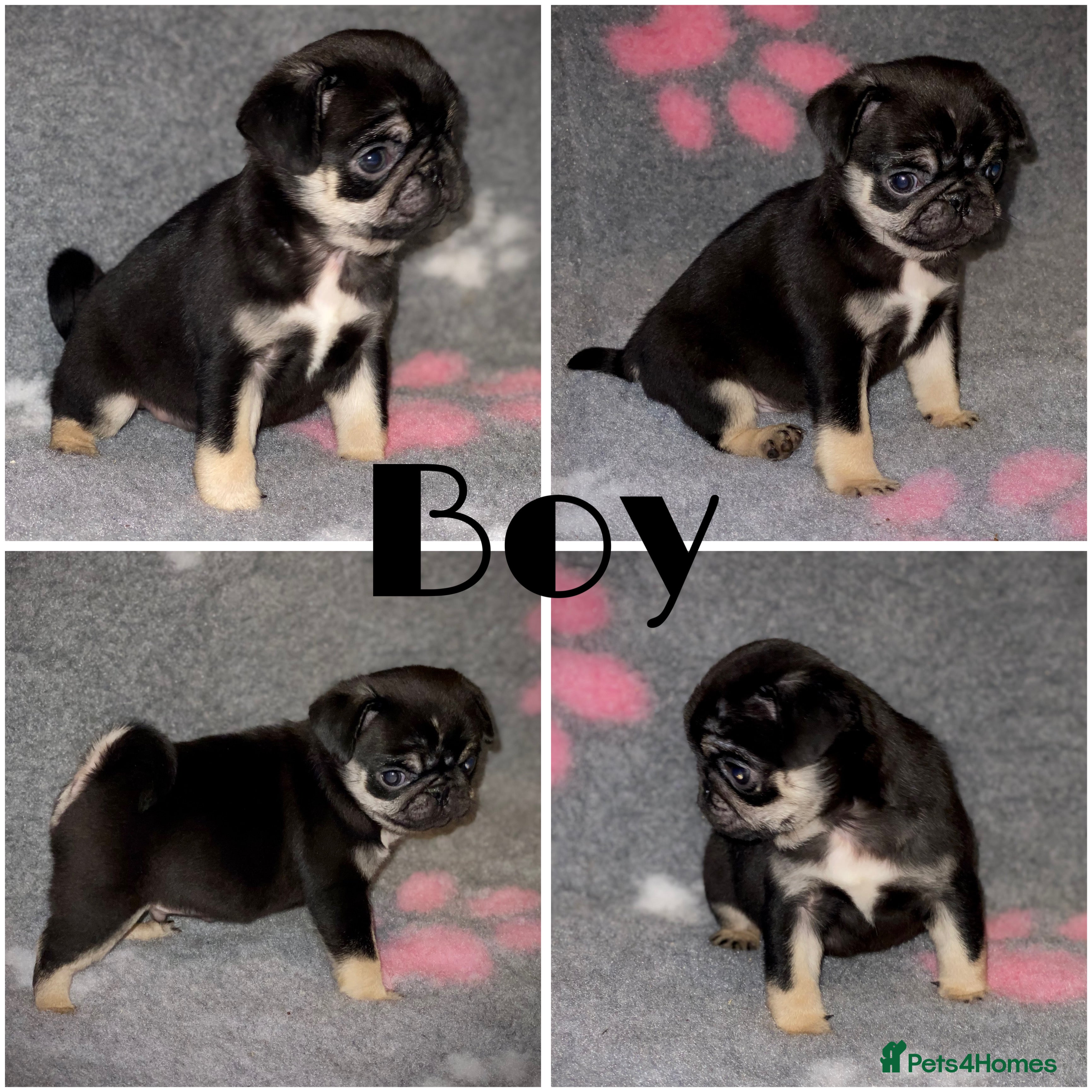 Pug dogs Beautiful Pug Puppies  - Advert 1