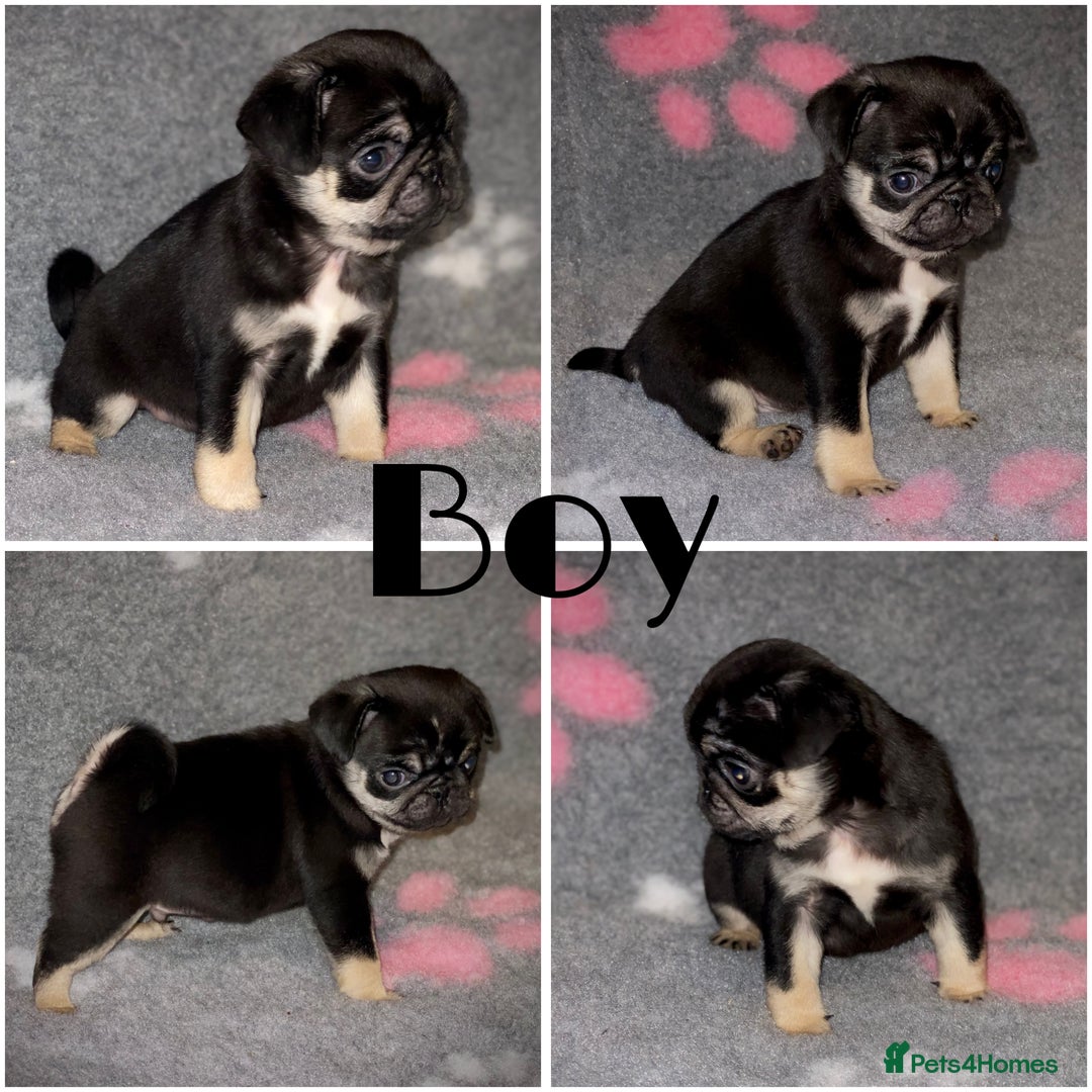 Pug dogs for sale: Beautiful Pug Puppies  - Advert 1