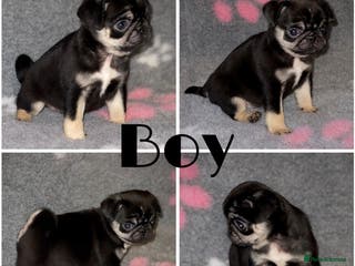 Pug dogs Beautiful Pug Puppies - Advert 13