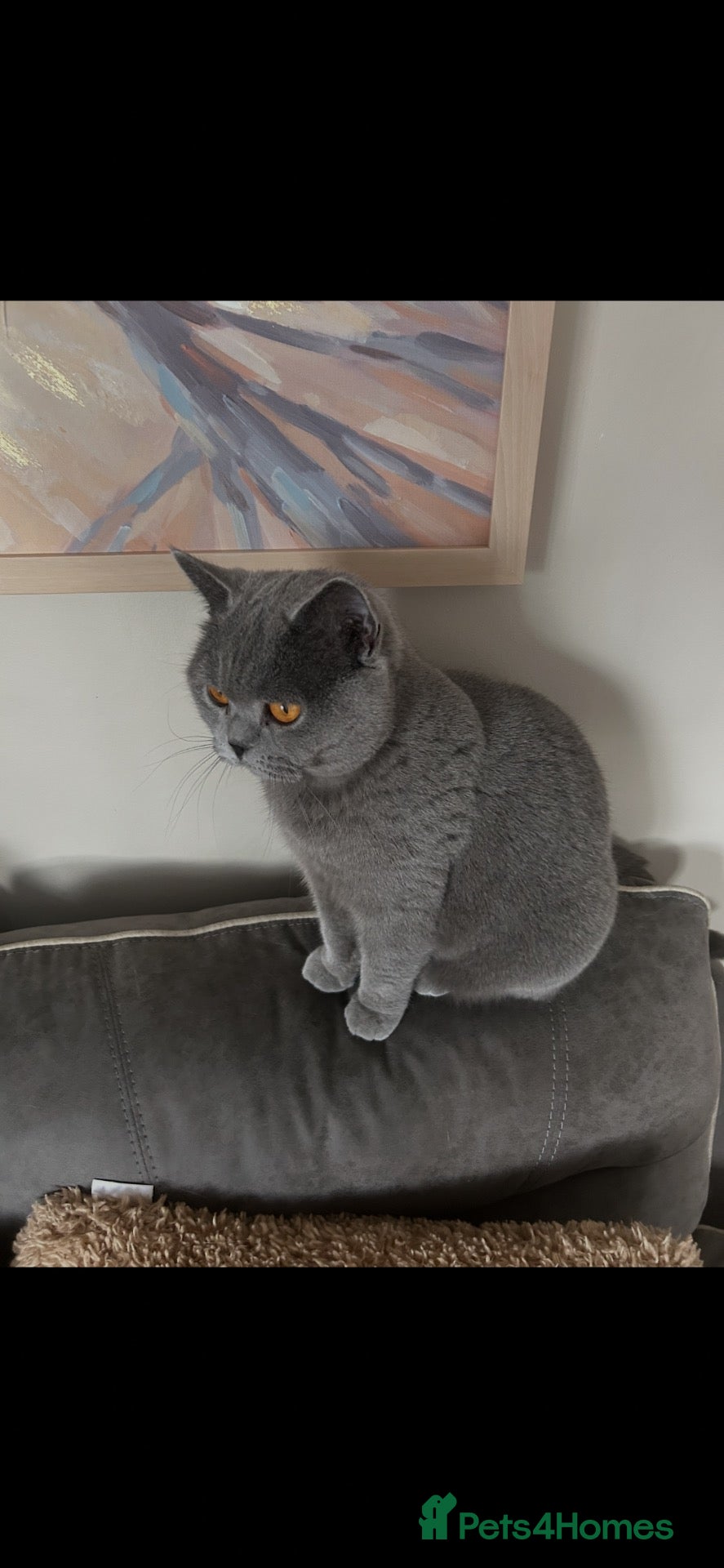 British Shorthair cats GCCF ACTIVE FEMALE  - Advert 2
