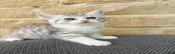 Mixed Breed cats for sale: Persian x kittens  in Bradford - Advert 6