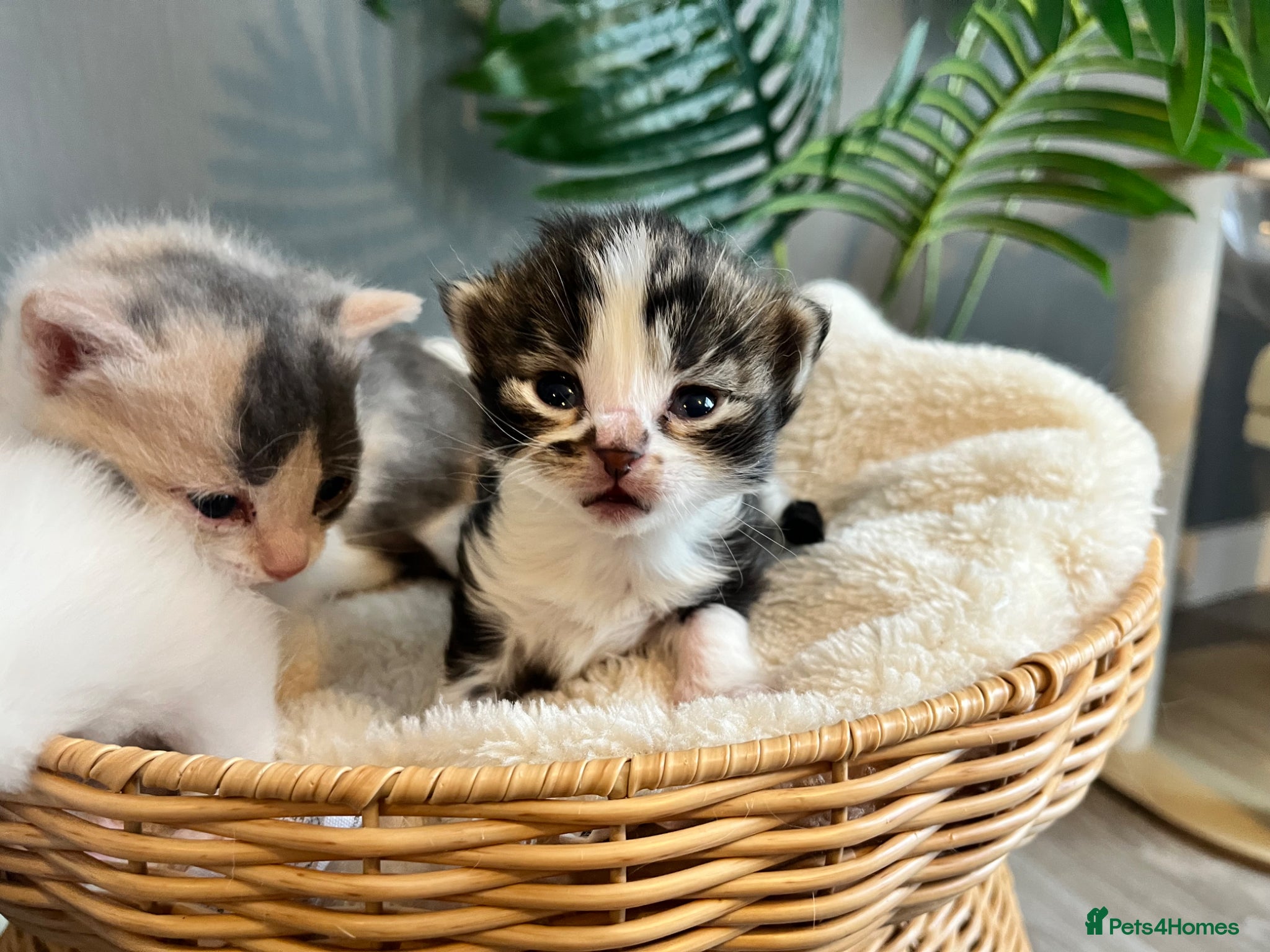 Turkish Angora cats Beautiful fluffy kittens  - Advert 4