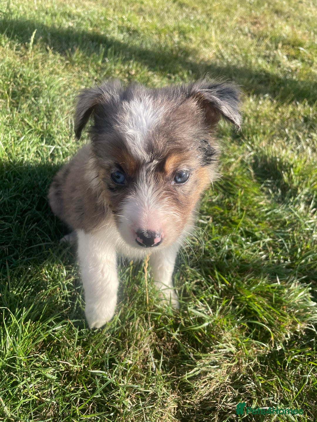 Border Collie dogs for sale: 4 Blue Merle Collie pups for sale - Image 9