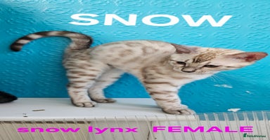 Bengal cats - Advert 13