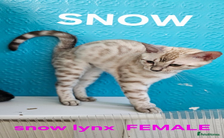 Bengal cats - Advert 3