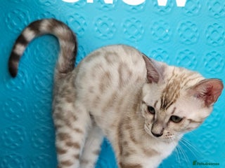 Bengal cats - Advert 4