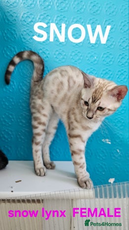 Bengal cats - Advert 2
