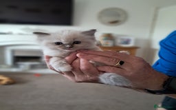 Ragdoll cats for sale:  2 female beautiful Ragdoll kittens left - Image 4