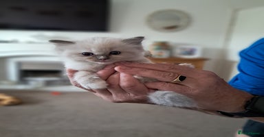 Ragdoll cats - Advert 4
