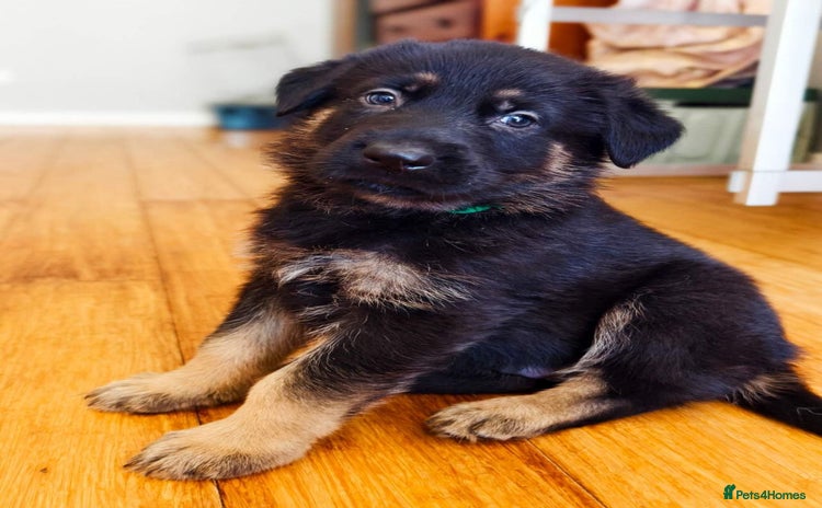 German Shepherd dogs - Advert 4