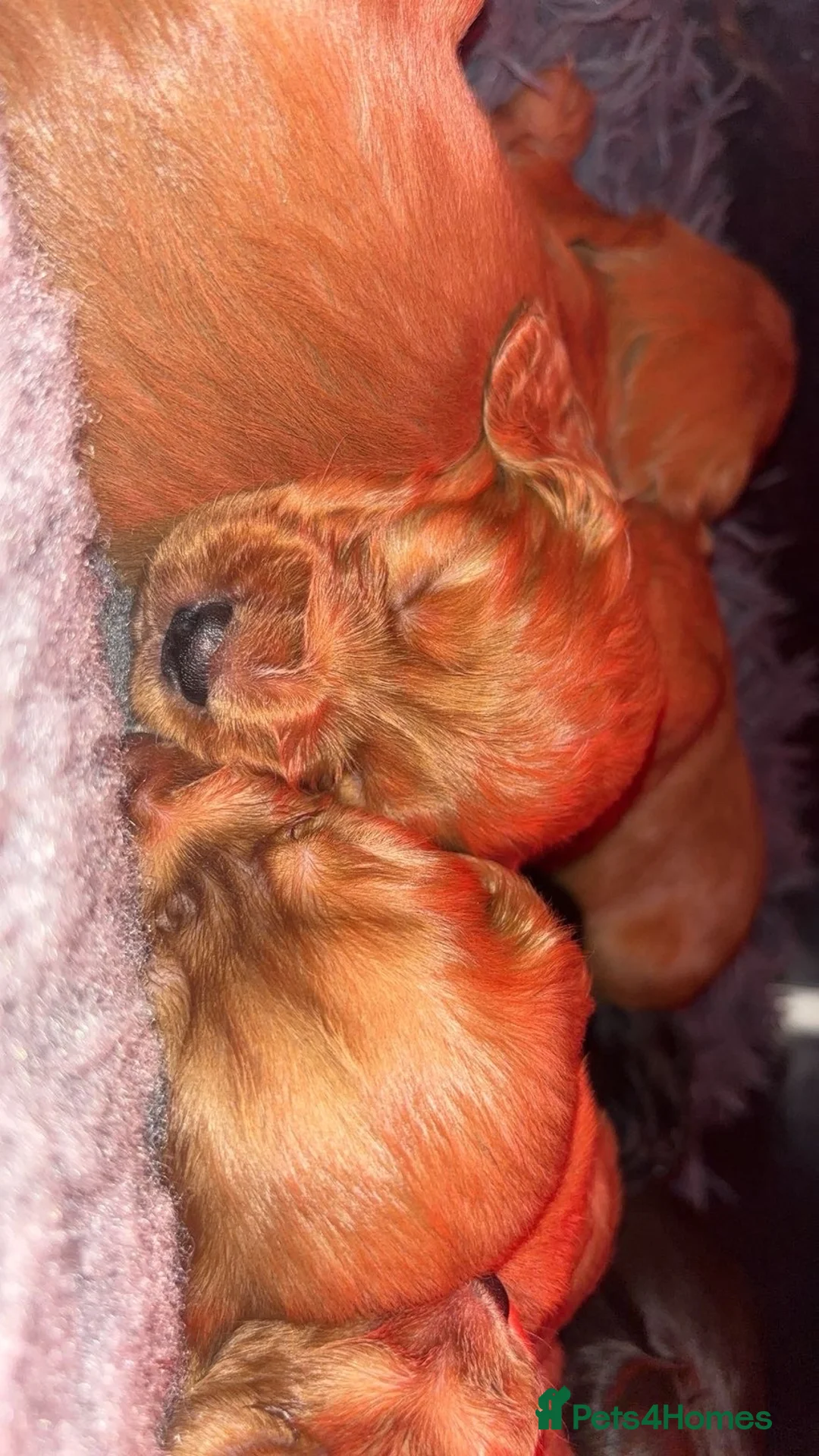 Cocker Spaniel dogs for sale: KC Registered Cocker Spaniel Puppies  - Advert 1