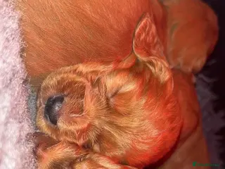 Cocker Spaniel dogs KC Registered Cocker Spaniel Puppies - Advert 1