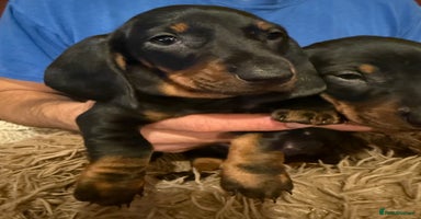 Dachshund dogs - Advert 14