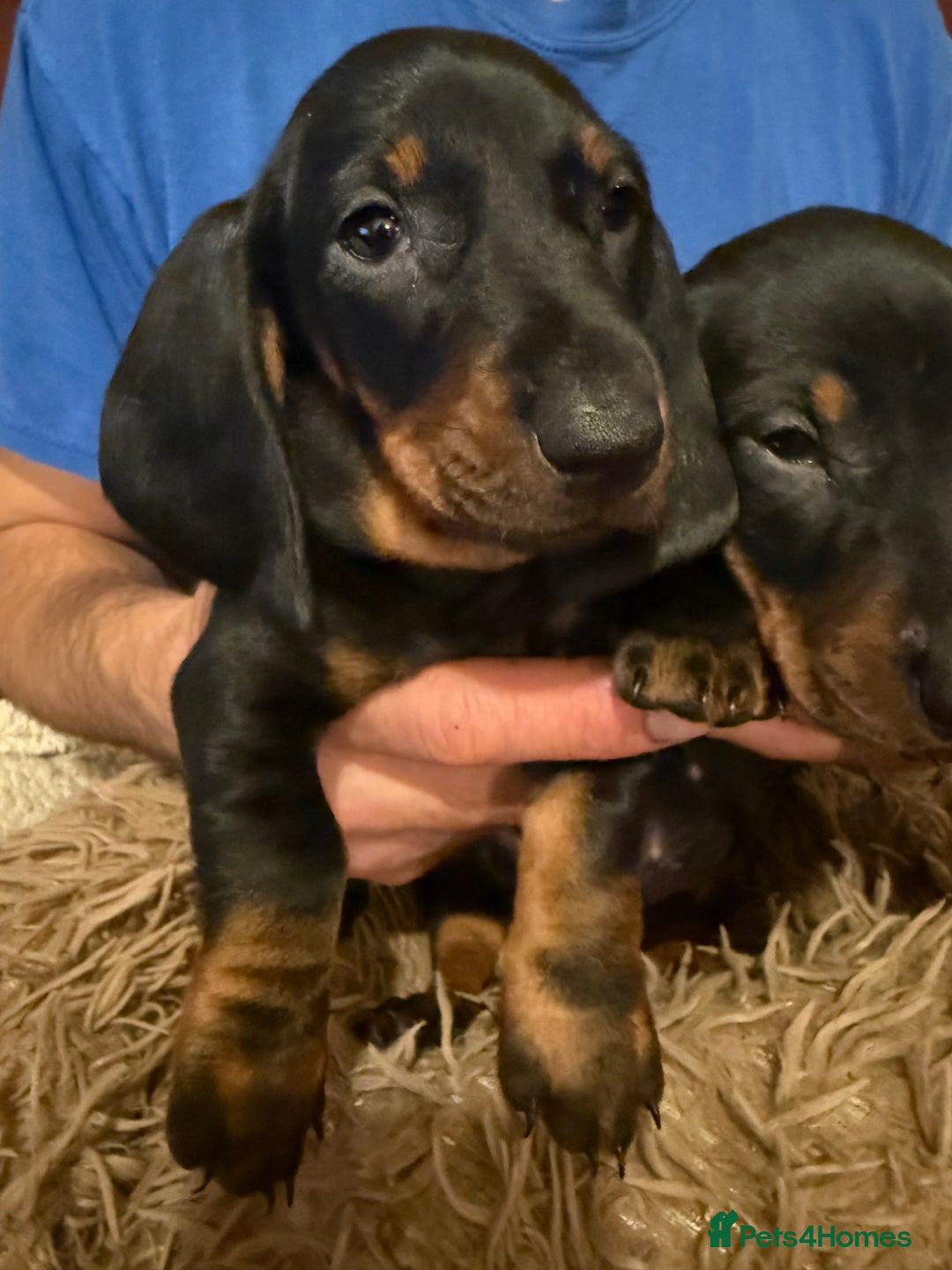 Dachshund dogs for sale: Smooth hair Dachshund puppies  - Image 3