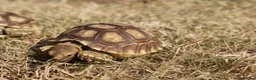 Tortoise reptiles for sale: Baby Sulcata Hatchlings & Set Ups!! - Advert 5