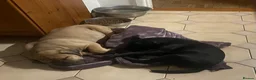 Boerboel dogs for sale: Boerboel puppies - Advert 14