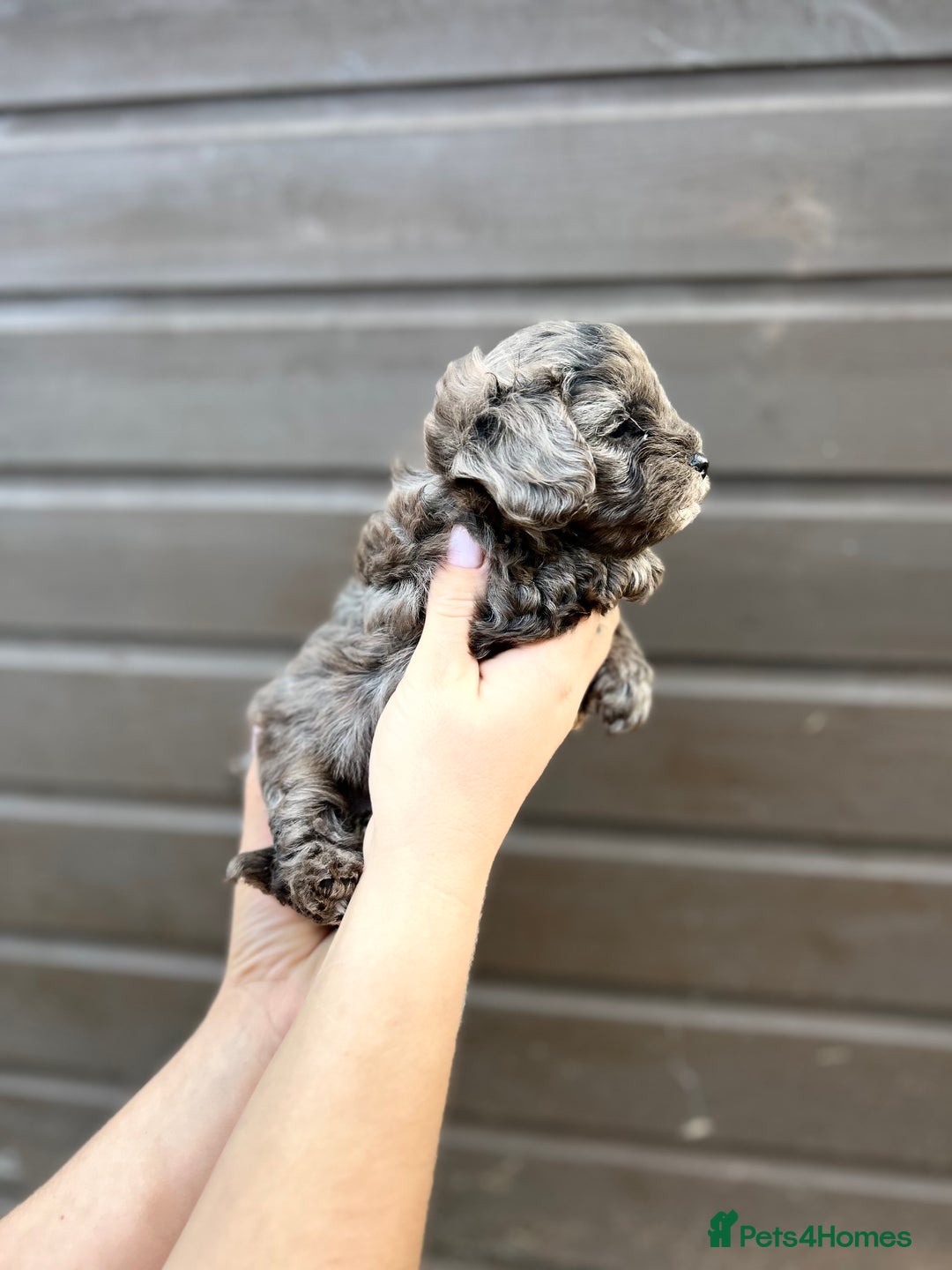 Yorkiepoo dogs for sale: 🐾 Tiny Yorkiepoo Puppies – Ready 29th August! 🐾 - Image 8