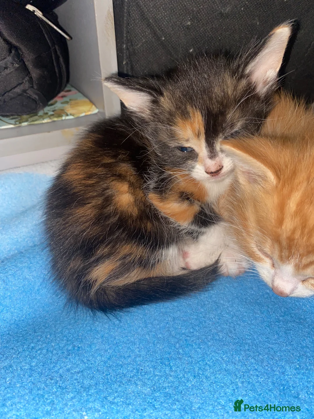 British Shorthair cats for sale: 5 kittens  - Advert 2
