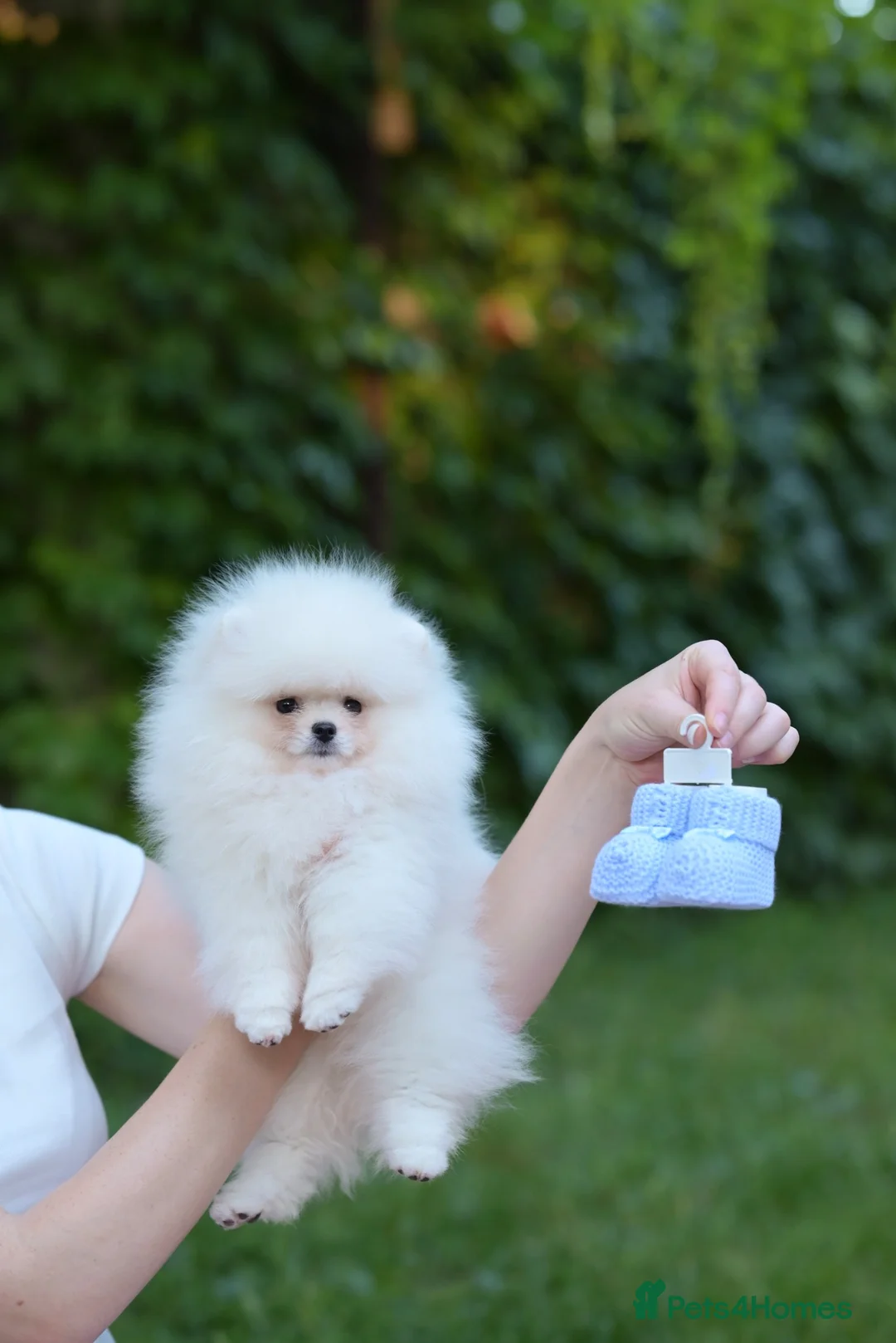 Pomeranian dogs for stud: Pomeranian boy - baby face type.  - Advert 6
