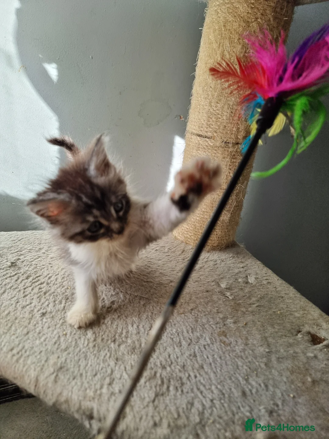 Maine Coon cats for sale: 2 litters of Maine Coon - Advert 36