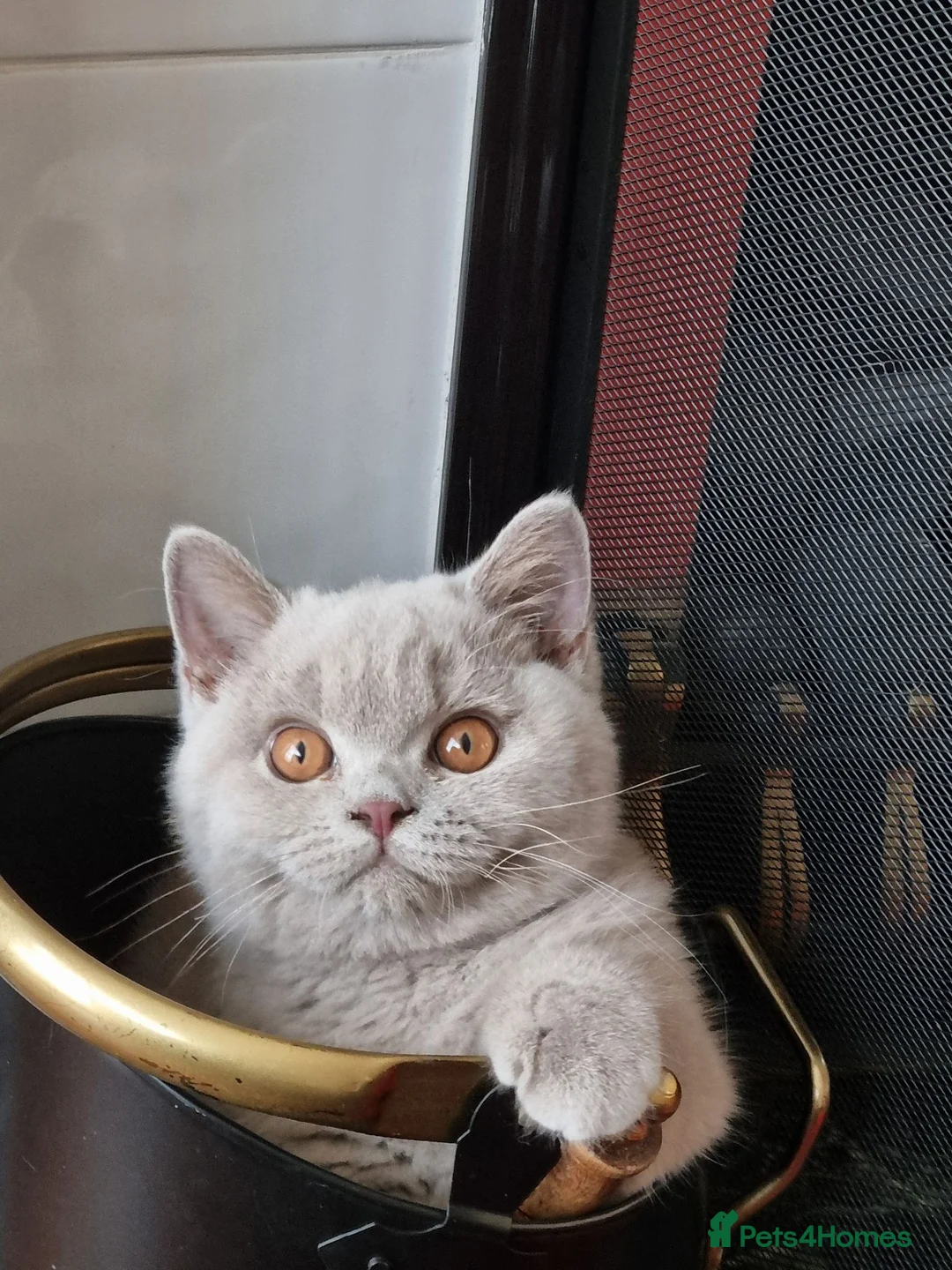 British Shorthair cats for sale: Lilac British Shorthair Boy in Newport - Advert 2