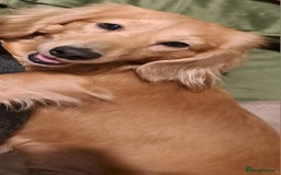 Miniature Dachshund dogs for stud: STUD 100% Long Haired Cream Miniature Dachshund - Image 3