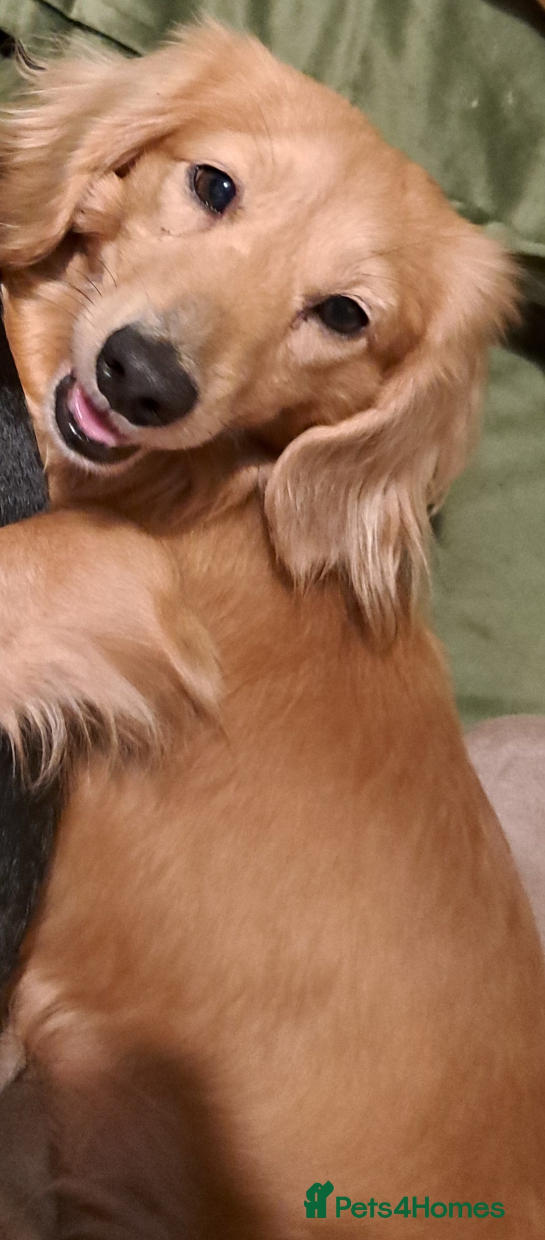 Miniature Dachshund dogs for stud: STUD 100% Long Haired Cream Miniature Dachshund - Image 3