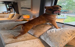 American Bully dogs for sale: Brutus  - Image 1