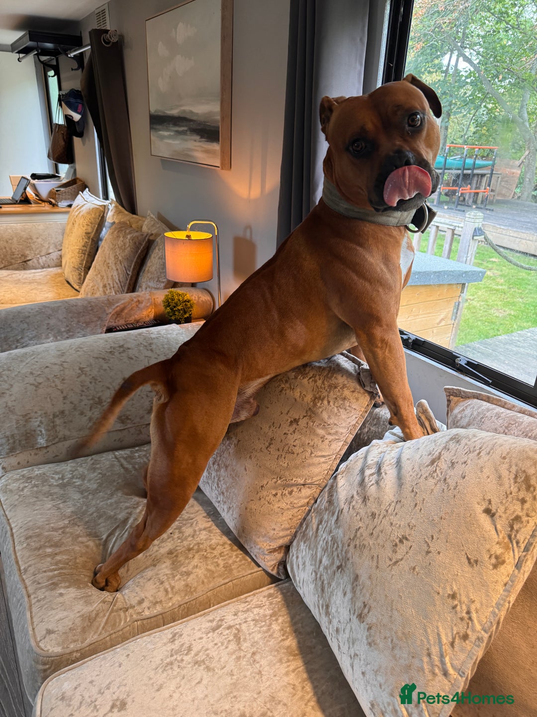 American Bully dogs for sale: Brutus  - Image 1