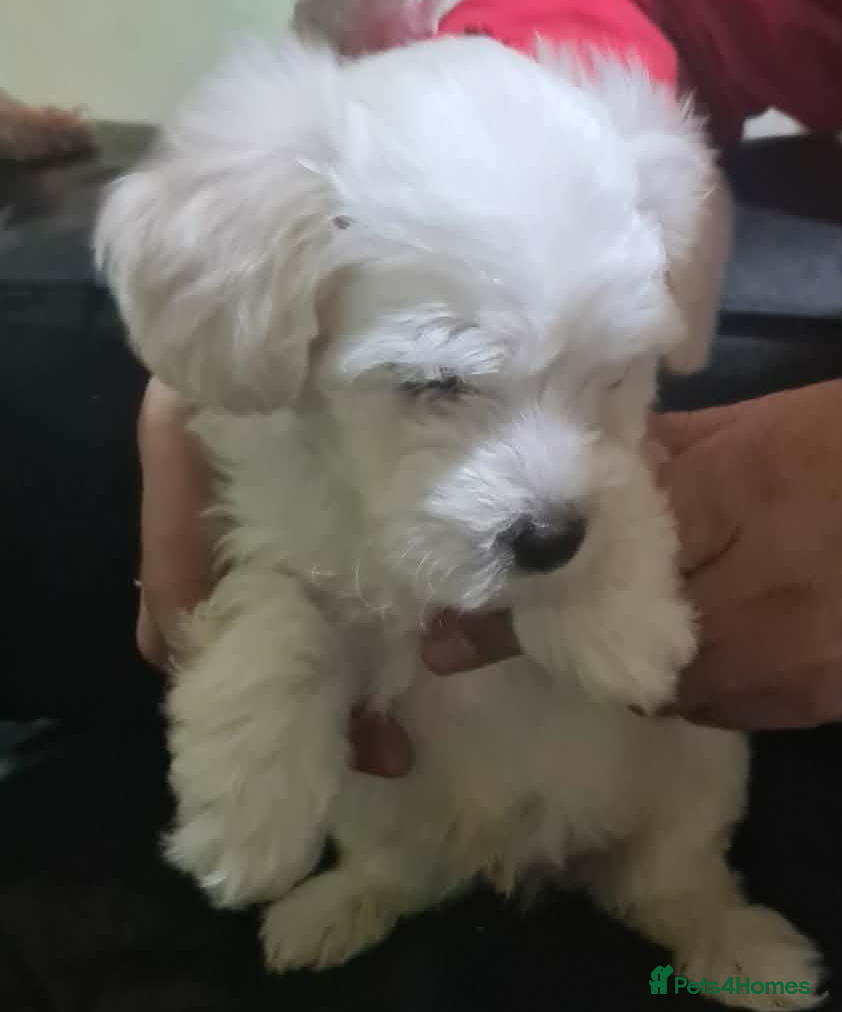 Bichon Frise dogs 3  puppy Bichon Maltese-2 girls and 1 boy - Advert 7