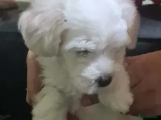 Bichon Frise dogs 3 puppy Bichon Maltese-2 girls and 1 boy - Advert 7