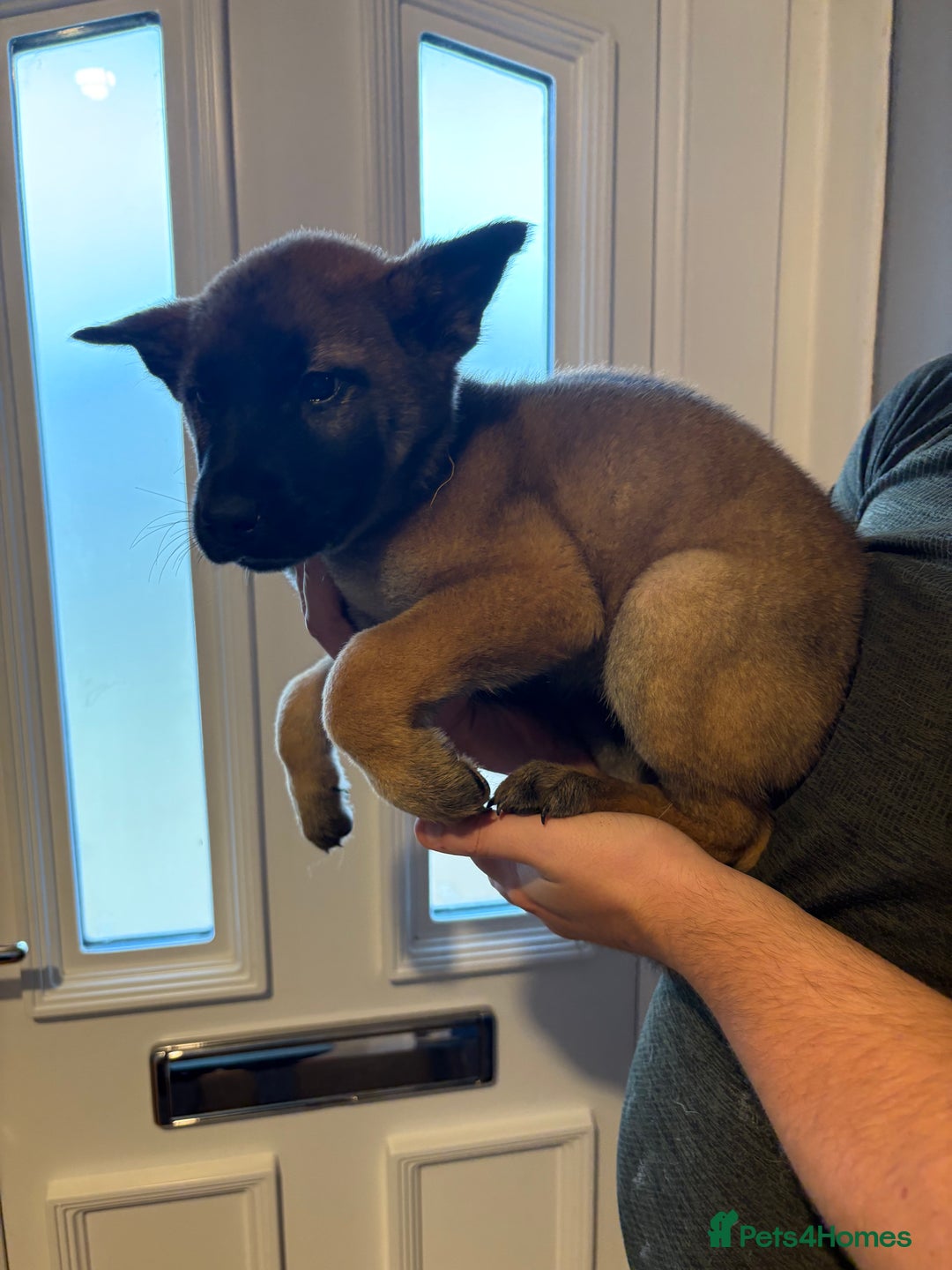 Mixed Breed dogs for sale: Siberian husky cross belgian malinois - Image 31