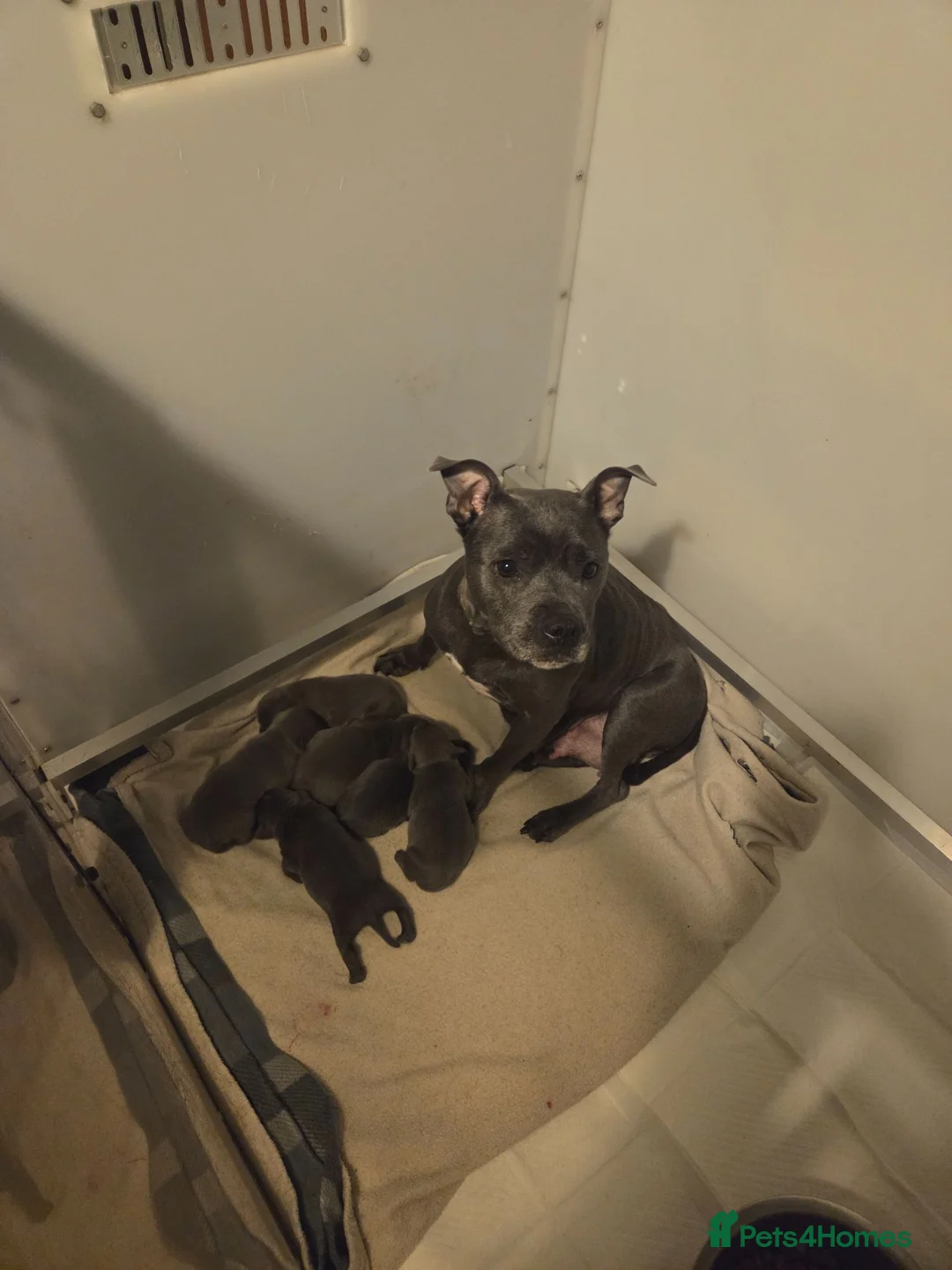 Staffordshire Bull Terrier dogs for sale: KC REG ROYAL REGIMENT BABIES - Advert 2