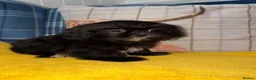 Shih Tzu dogs for sale: 💖💙Stunning Black Shih Tzu Puppies💙💖 - Advert 9