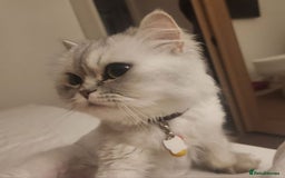 British Longhair cats for sale: Chinchilla cat - Image 5