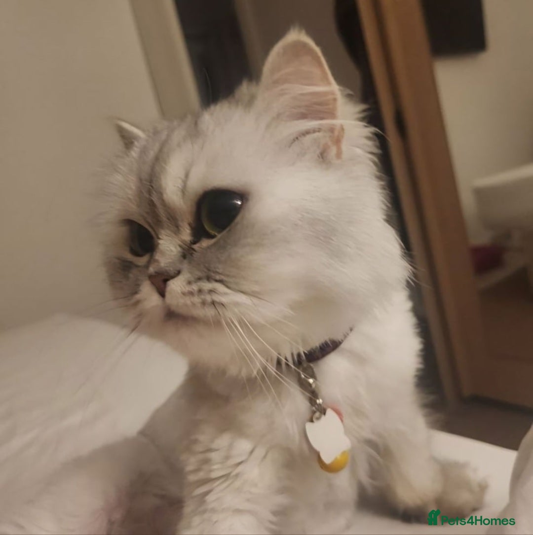 British Longhair cats for sale: Chinchilla cat - Image 5