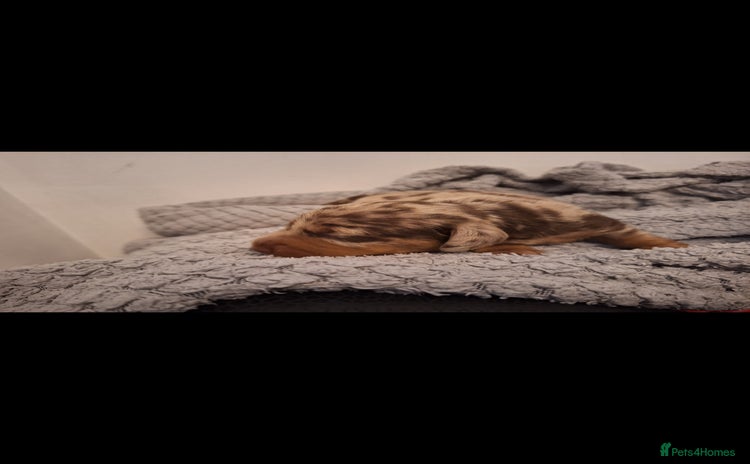 Miniature Dachshund dogs - Advert 2