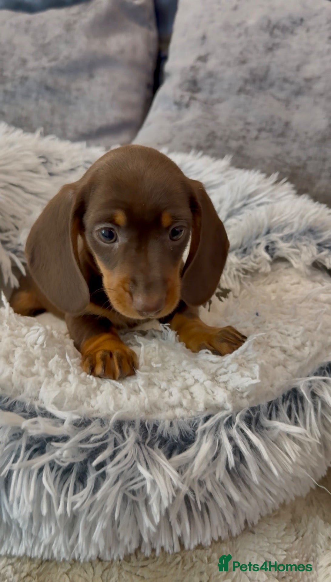 Miniature Dachshund dogs Ready now last Female 💕 miniature Dashound puppy  - Advert 2