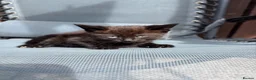 Mixed Breed cats for sale: 4 beautiful little kittens  - Advert 4
