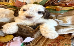 Cockapoo dogs for sale: Gorgeous cockapoo babies  - Image 4