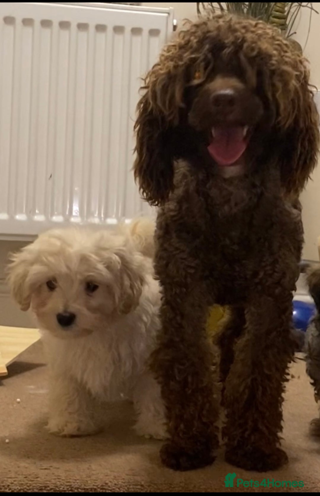 Maltipoo dogs for sale: Gorgeous maltipoo puppies 🐩 - Advert 3