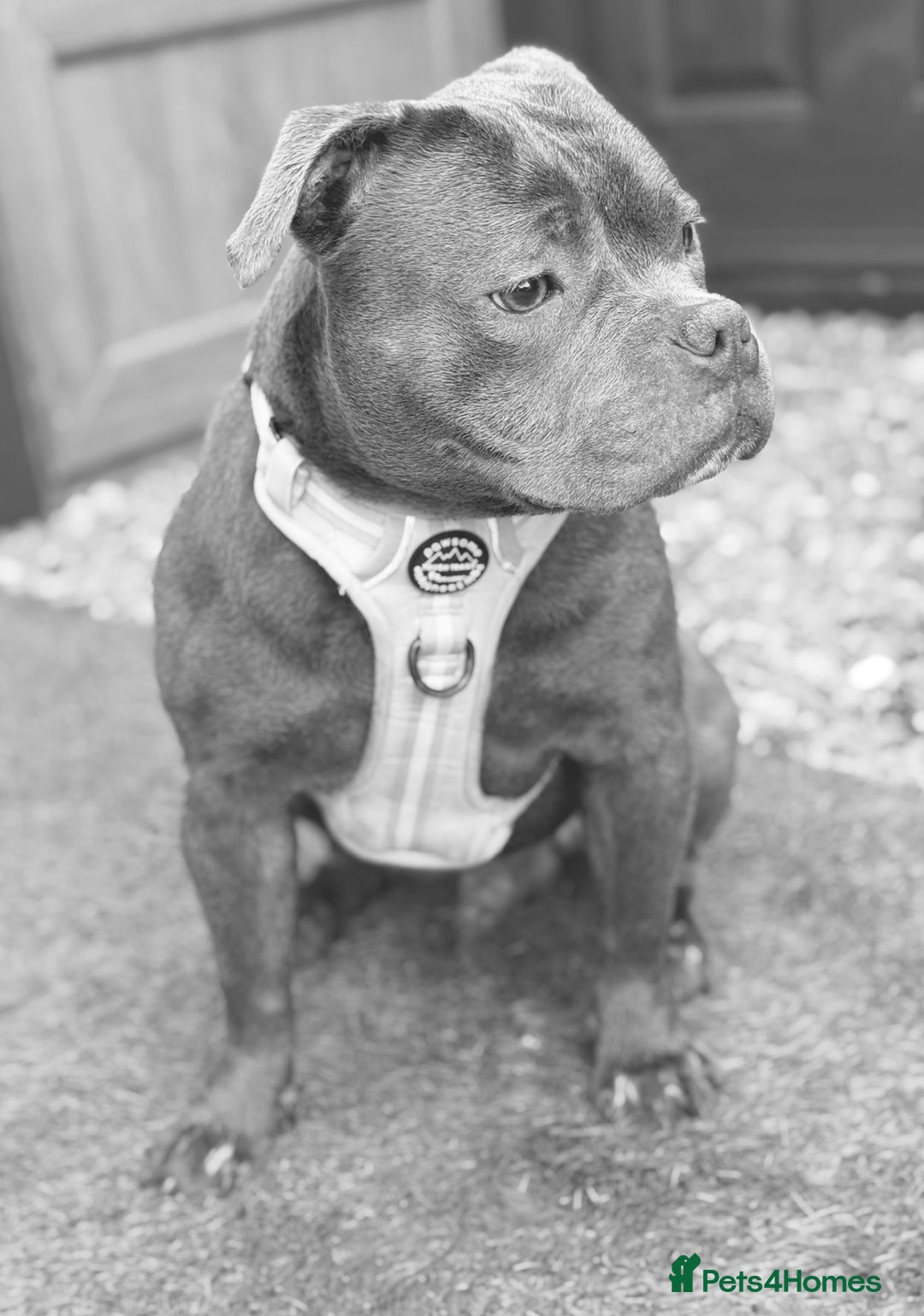 Staffordshire Bull Terrier dogs for sale: Blue Staffordshire Bull Terrier Champion Pup - Advert 23