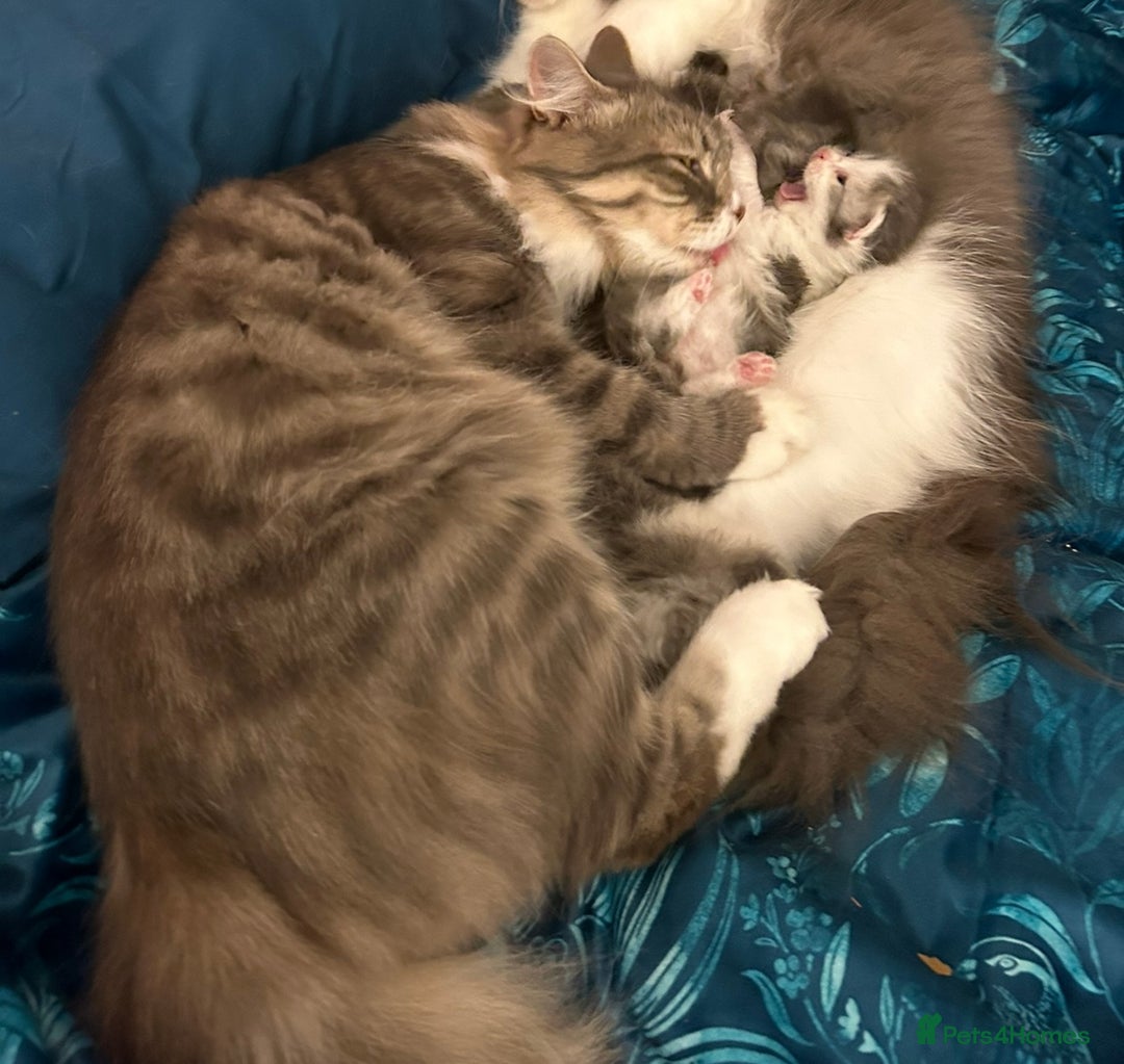 Siberian cats for sale: Beautiful kittens for 5* homes - Image 4