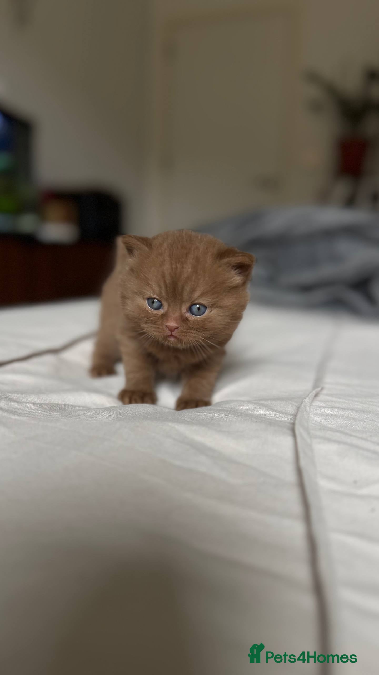 British Shorthair cats Last cinnamon male available 🤎 - Advert 9